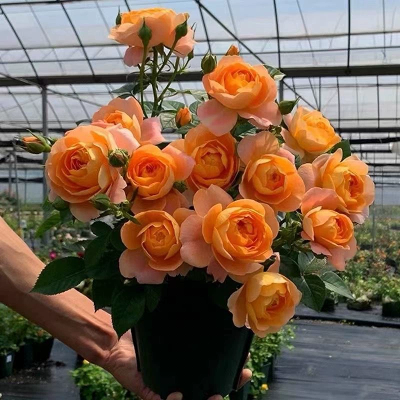 Цветок розы в горшке, сок розы, балконная роза, большой цветок, период цветения с бутонами и сильным ароматом, цветение на внутреннем балконе круглый год