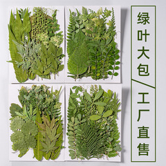 真の葉の植物の標本の幼稚園の手作りの貼る絵の乾いた花のエンボスのdiy写真は顔を貼って装飾の乾いた花の化粧を飾ります。