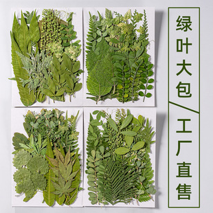 Real Leaves Plant Specimen Kindergarten Handmade Stickers Dried Flowers Embossed DIY Photo Face Decorative Dried Flowers Makeup