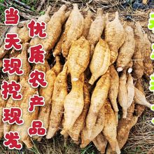 粉葛新鲜葛根无渣粉葛现挖无渣粉农家天然新鲜生葛粉片煲汤