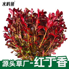 �t����ˮ��ɢ�bˮ���~���쾰�[����ˮ���b�ˮ�����^�p�󾰲����l