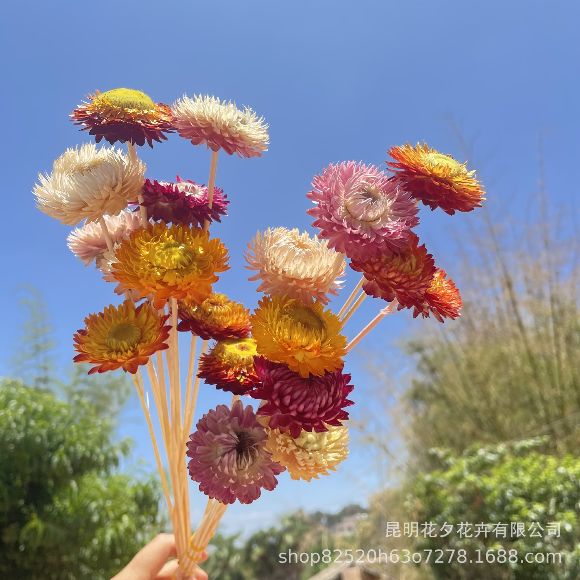 干花麦秆菊七彩菊菠萝菊太阳花波斯菊DIY手工花束粘花真花批发