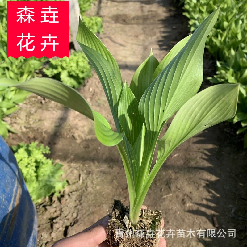 Рассада хосты, саженцы для ландшафтного озеленения сада, хоста, оптовые саженцы на базе Цинчжоу, хоста