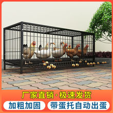 鸡笼子特大号加粗家用养殖笼自动滚蛋母鸡笼可折叠铁笼子