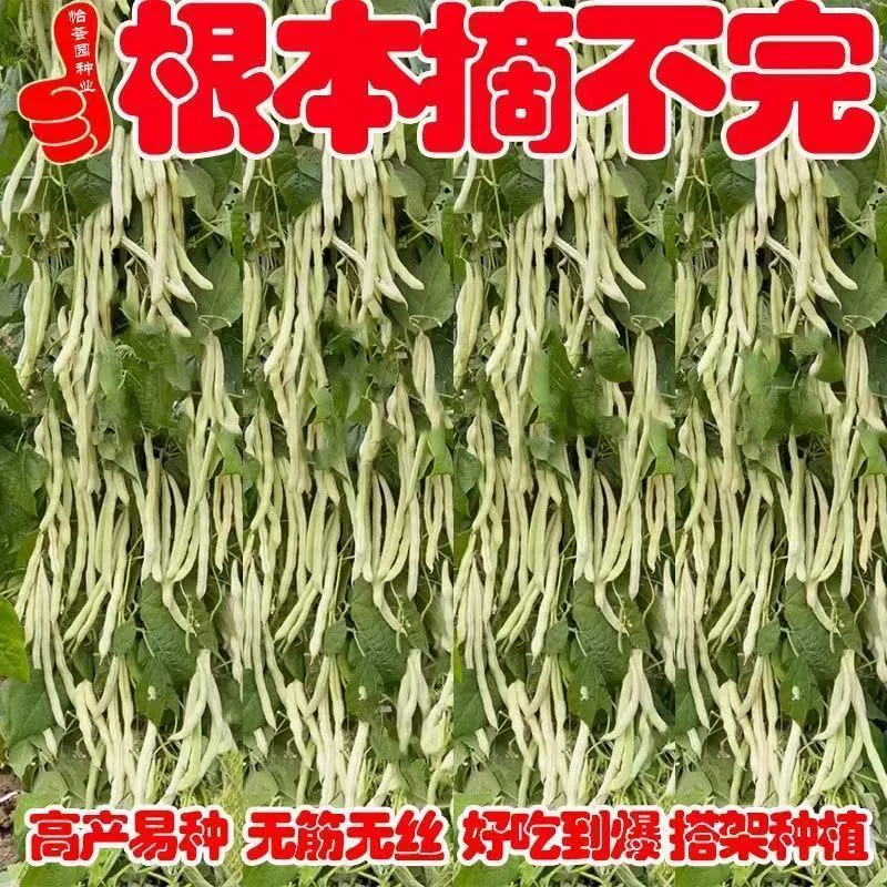 Девять семян белой фасоли, высокоурожайная, раннеспелая белая фасоль, зеленая фасоль, термостойкая белая фасоль весной и осенью.