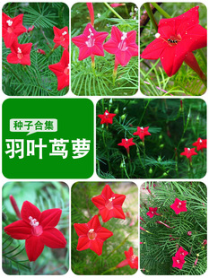 �������~�\�}�N������ǻ��ļ��׷N�̨�����ﻨ�L�}�҃�ͥԺ�̨