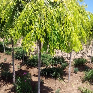 Cold-Resistant Golden Leaf Elm Seedlings, Golden Leaf Hanging Elm, Rural Greening Golden Leaf Elm, Golden Leaf Elm Balls, Golden Leaf Elm Hedge Seedlings