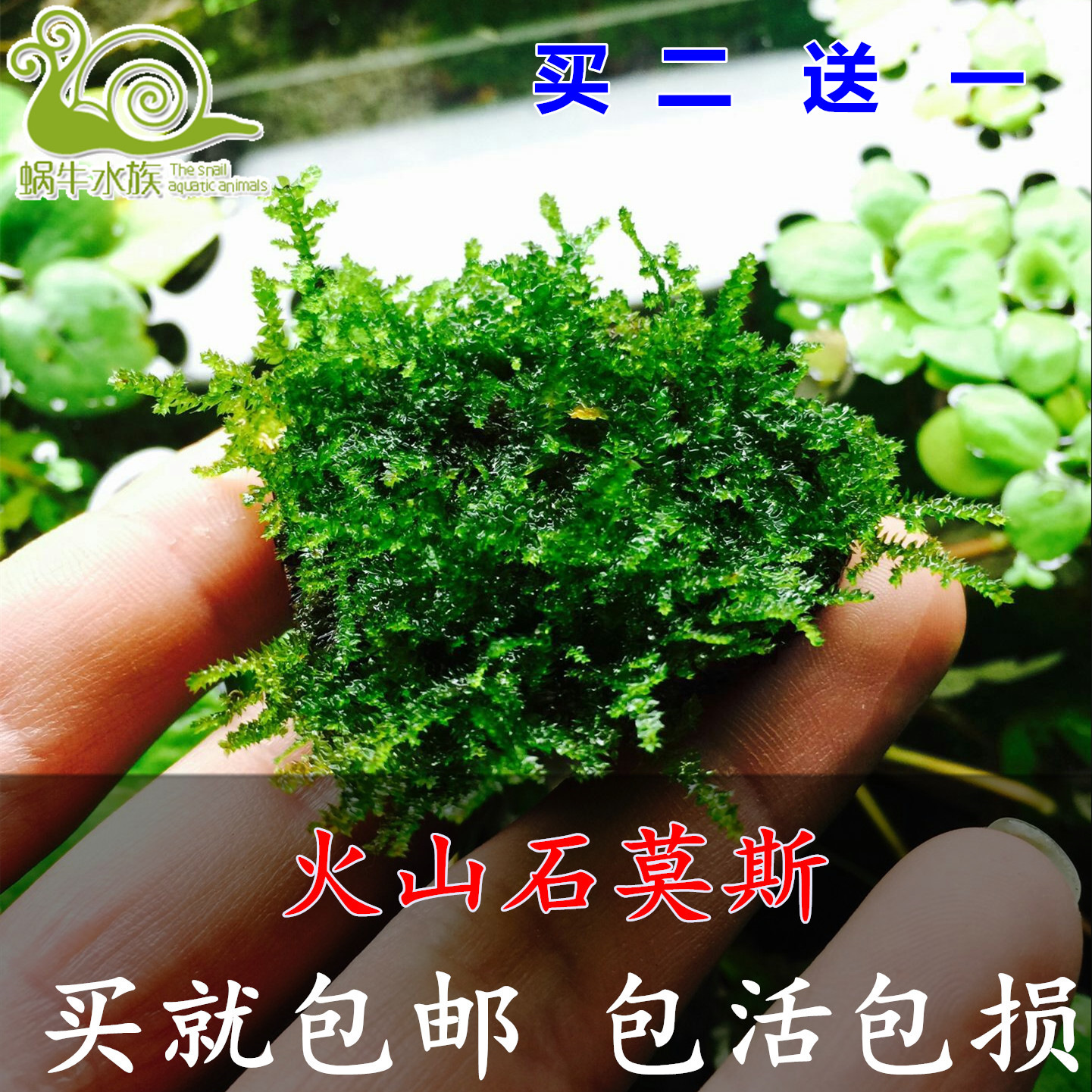 鱼缸沉木造景莫斯美凤水晶鹿角苔火焰珊瑚垂泪松茸怪厥大三角水草 种苗花卉网