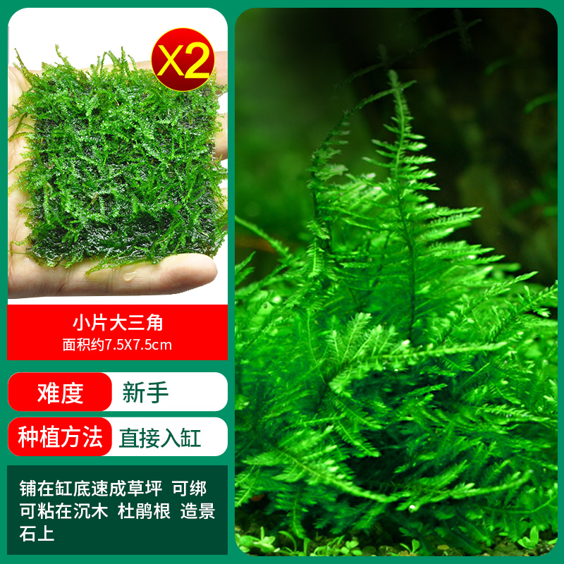 큰 삼각형 모스의 작은 조각 1개 구매 2개