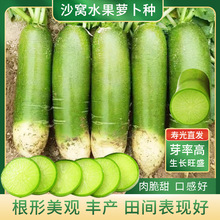 沙窝水果萝卜种子种籽潍县青萝卜种生吃脆甜四季播高产农家蔬菜孑