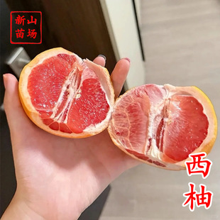 ���t��ʯ�������硿���ּt��t������������Ʒ�N�̽����Ә���