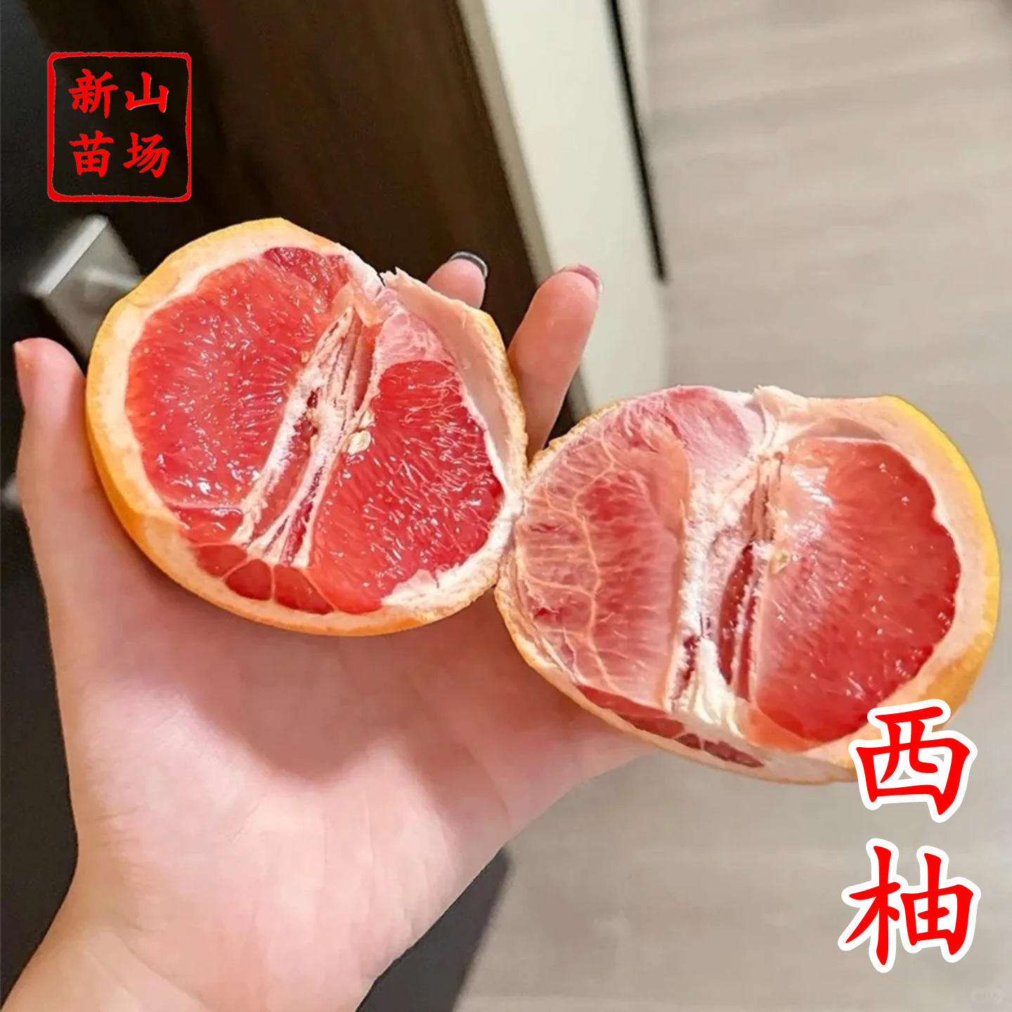 【红宝石葡萄柚苗】西柚红肉红心葡萄柚苗新品种柑桔柚子树苗