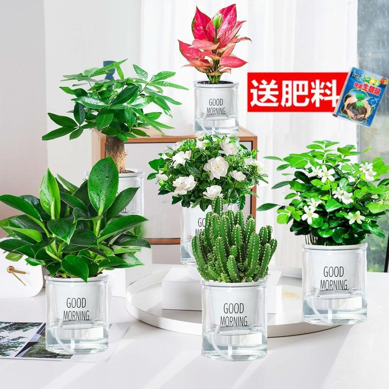 치자나무 + 황금 다이아몬드 + 돈나무 + 구리향 + 완중산 + 길리 레드(좋은 아침 분지) + 영양액