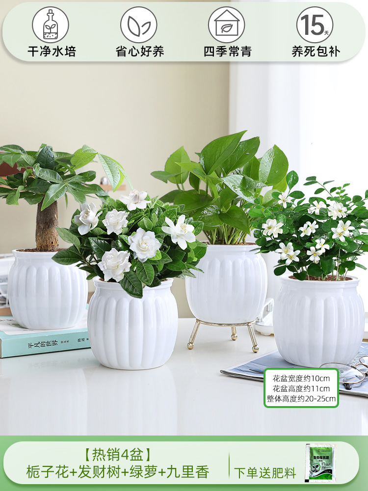 [베스트셀러 4화분] 치자나무 + 돈나무 + 청무 + 구리향