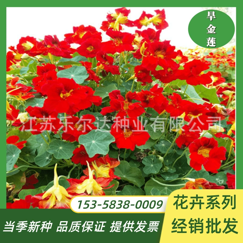 Оптовая вьющиеся цветочные семена настурции Four Seasons легко выращивать Комнатные цветы балкон горшечные вьющиеся виноградные цветочные семена