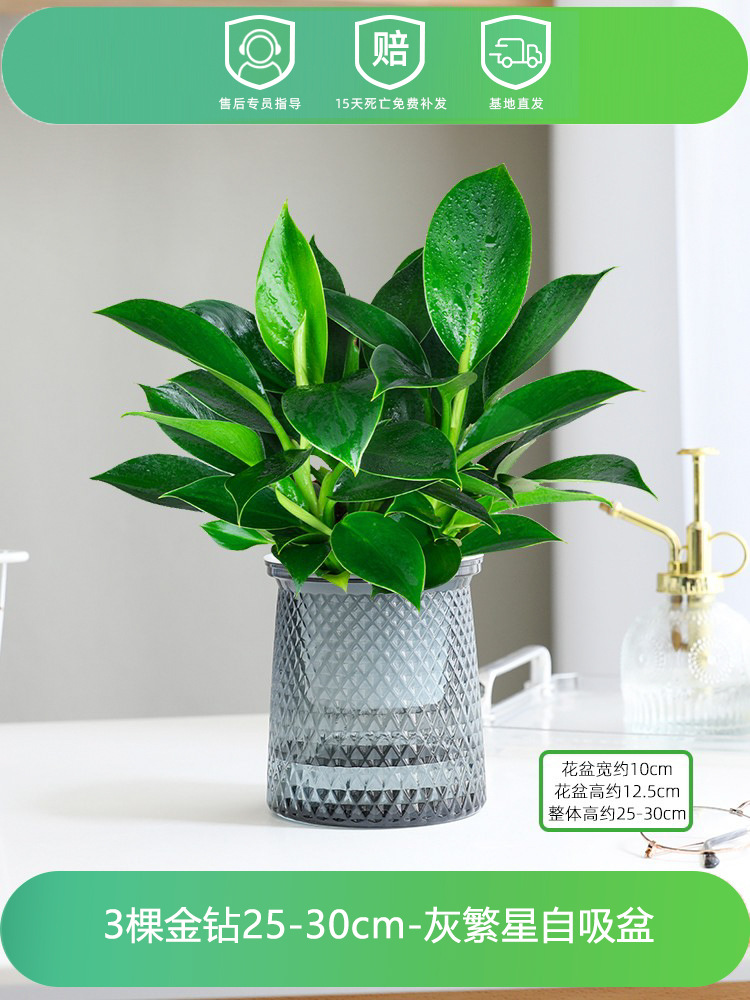 [핫한 신제품] 25-30CM 골드 다이아몬드 3개 + 별빛 분지 + 영양액