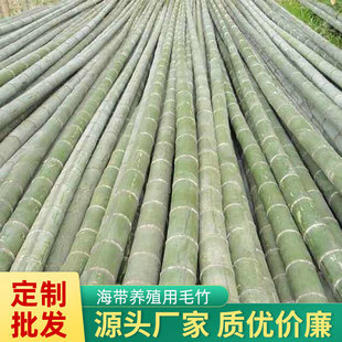 [Base Supply] Moso Bamboo for Planting Kelp, Kelp Bamboo, Garden Bamboo Wholesale Spot