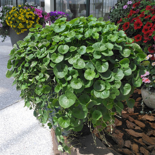 �R���N��С���X���~�X���Ѳ�ƺ�ļ������͸ߜؾG�������Gֲ����