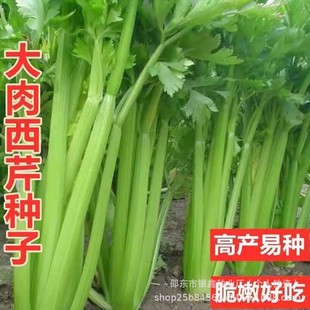 �ļ��������۷N��С���۷N��ԭ�b�ļ��߲˷N�Ӵ�ȫ�˷N�����l���l