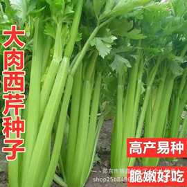四季大肉西芹种子小香芹种籽原装四季蔬菜种子大全菜种子批发代发