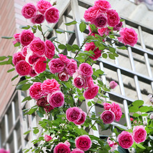 一件代发爬藤月季欧月藤本玫瑰蔷薇花苗四季开大花卉庭院爬墙室外