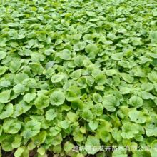 二月兰盆栽 四季花卉园艺绿化景观二月兰 秋播二月开花阳台耐寒苗