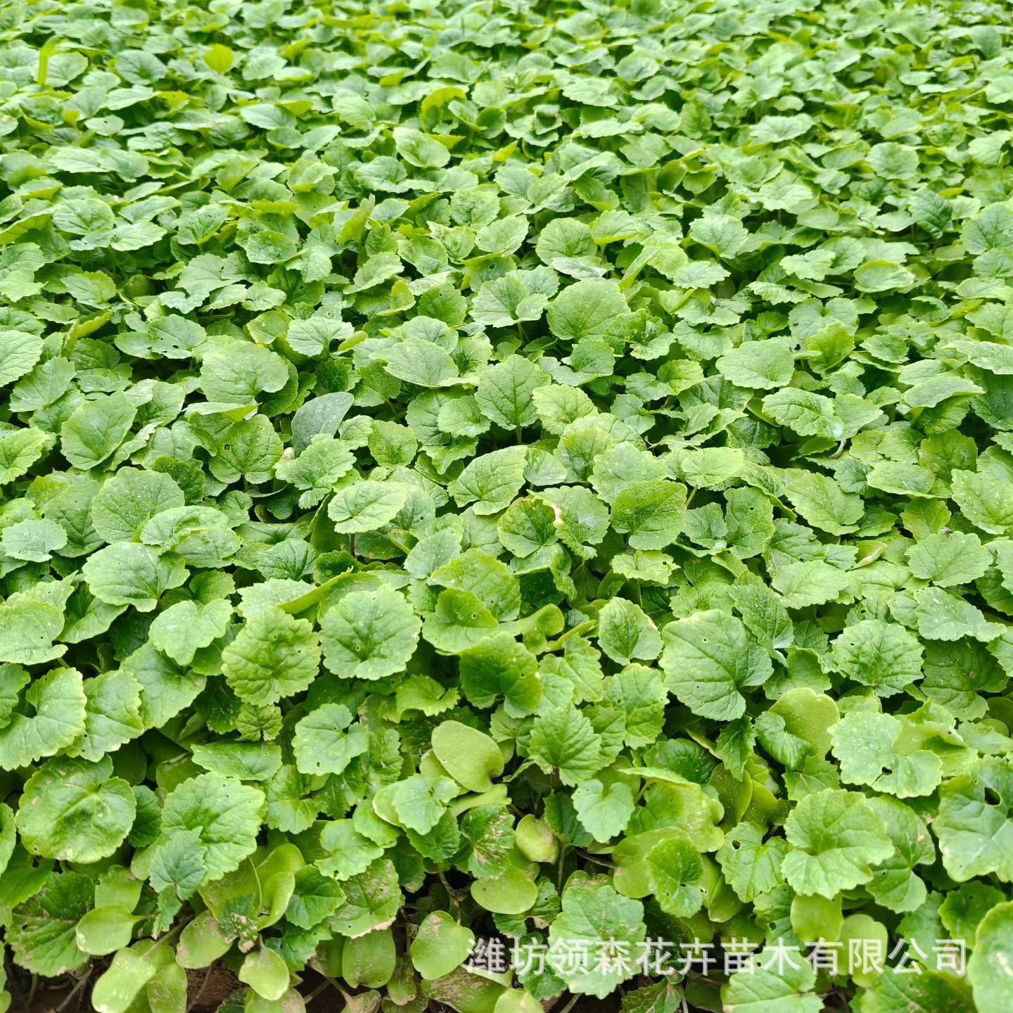 二月兰盆栽 四季花卉园艺绿化景观二月兰 秋播二月开花阳台耐寒苗