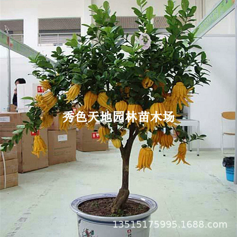 Посадка бергамота четыре сезона вечнозеленые саженцы бергамота золотые саженцы бергамота зеленые цветы