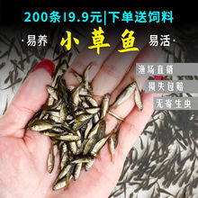 优质小草鱼苗淡水培殖鱼苗活体青鱼苗四大家鱼花鲢鱼苗鲫鱼苗包活