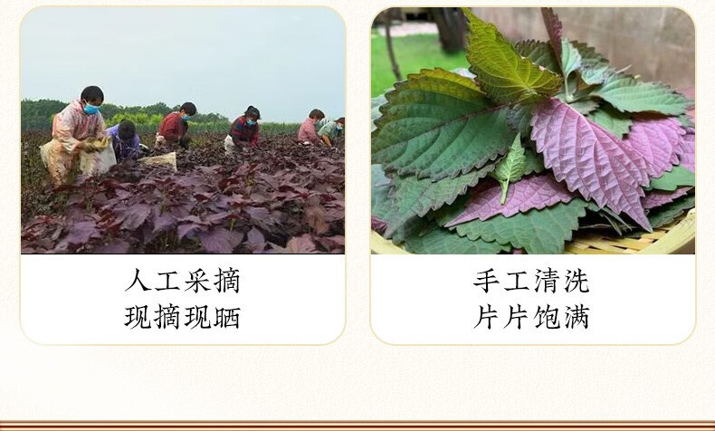 Dried Perilla Leaf Zi Su Ye 100g Wild Harvested Culinary Herb for Tea Cooking and Foot Soak specifications