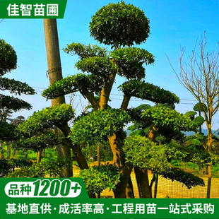 ���ع������Ͷ�Ӣ���e��ͥԺ�G���@�ֹ���2.5-3.5m��Ӣ��ľ�����l