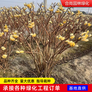 �Y����煲���Y����ͥԺ�@�־G���Y�㻨��ľ����������ֲ���Y��