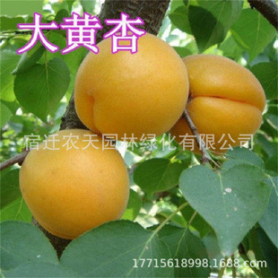 �޽��Ә����������Ե����Ә���ͥԺ�Nֲ�Ϸ������ش����������