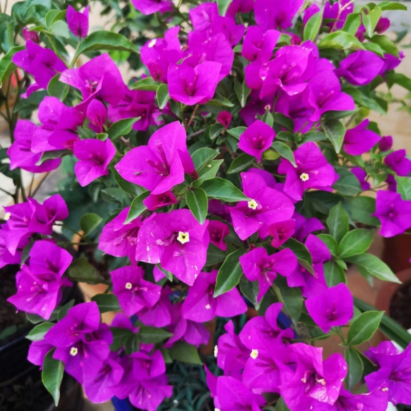 클래식 스타일(운남 보라색)