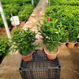 老桩清香木盆栽室内桌面防虫驱蚊香草植物四季常绿好养胡椒木绿植