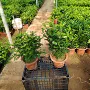 驱蚊常绿桌面植物清香木