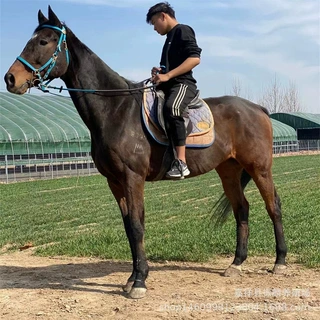 马匹养殖场旅游马 骑乘马 出售租赁半血马 温血马  比赛用马