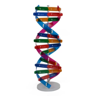 人体基因DNA模型螺旋益智 科技小制作diy生物科学实验器材科普教