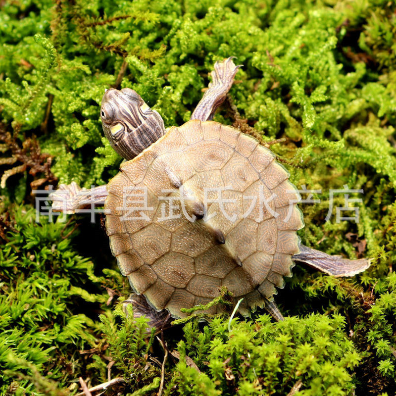 Small Map Turtle, Mississippi Turtle, Live Pet Turtle, Deep-Water Turtle, Ornamental Turtle, Golden Native Map Turtle