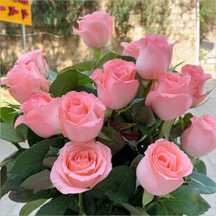 Snow Diana Wholesale Express Rose Bouquet Yunnan Diana Mountain Elsa City Same Base Flower Straight Hair