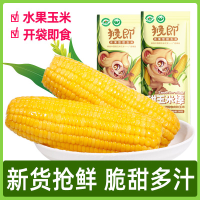 [ 230gX60 bag]Guangxi fruit Sweet corn stick Manufactor The opening gift Ready to eat corn ear