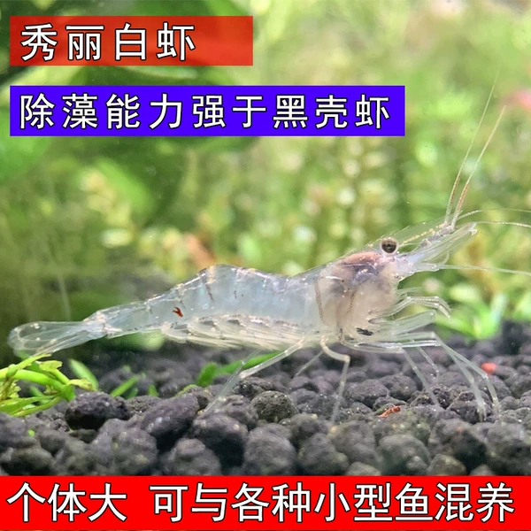 White shrimp 2-3cm, 7 pieces in total, 5 pieces packed alive