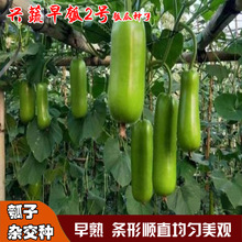 �d�߶��N���s���ϷN�����|��ā����ζ����̰����۾Gɫ��ӷN