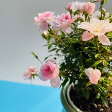 姬月季迷你月季姬乙女玫瑰观花室内室外四季开花植物桌面绿植