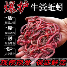 lrwa~DDɢbҰⴹ~DBʳʳ