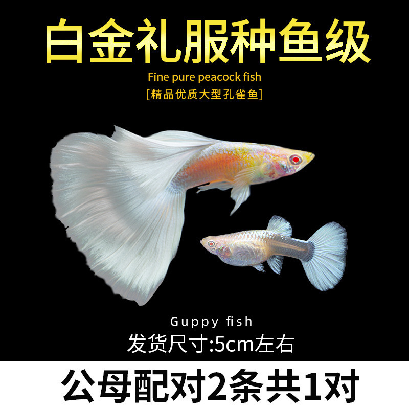 孔雀鱼精品小鱼缸观赏鱼好养耐活热带鱼活鱼天空蓝小型小鱼苗|undefined