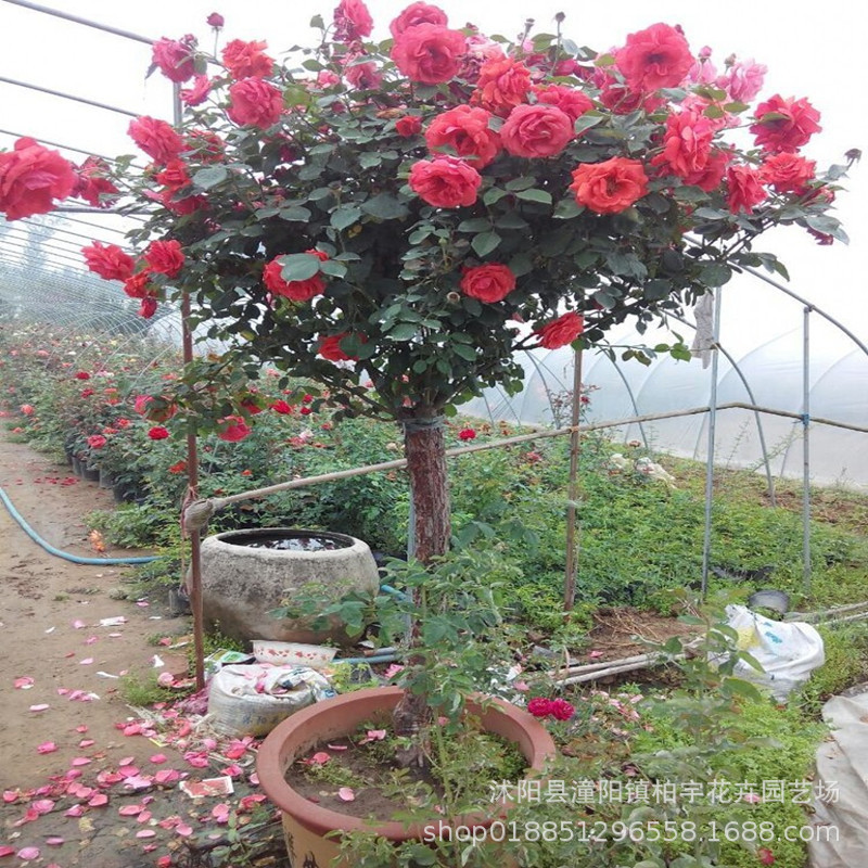 嫁接树状月季树形月季大花月季花苗月季树苗盆栽植物