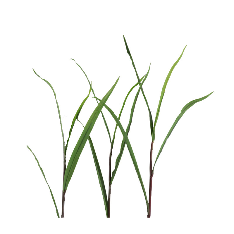 XRB-082 玉米苗 (1).jpg