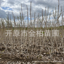 丛生天目琼花 鸡树条荚蒾大墩 东北天目琼花树苗