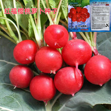 �t�������}���N��ˮ���}���t�}���ձ�С�����}�����Բˈ@�߲˷N��